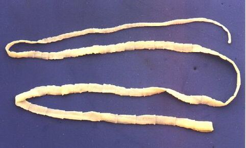 Pork tapeworm