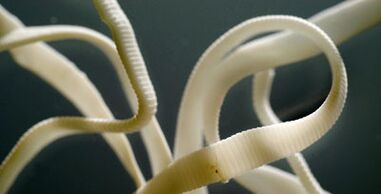 flat parasite from human body